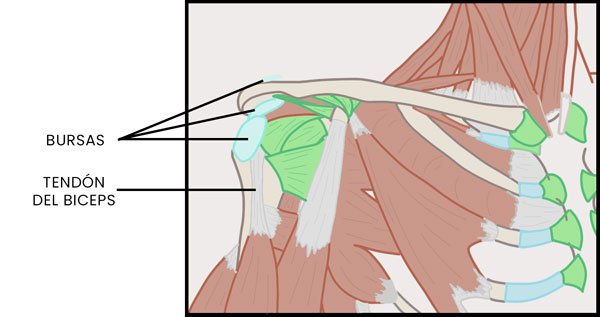 Anatomia del hombro