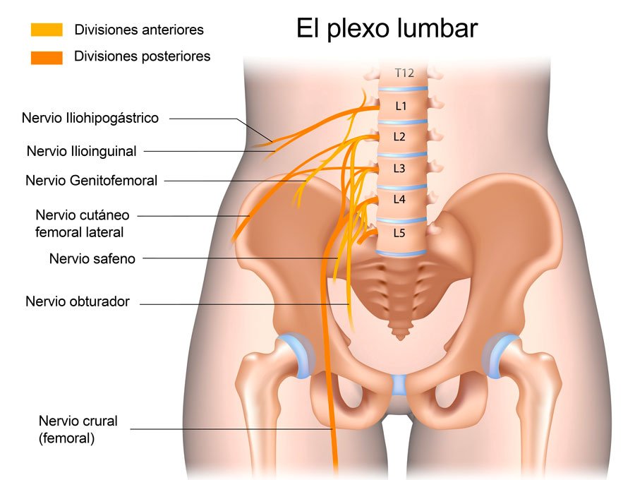 El plexo lumbar y el nervio crural