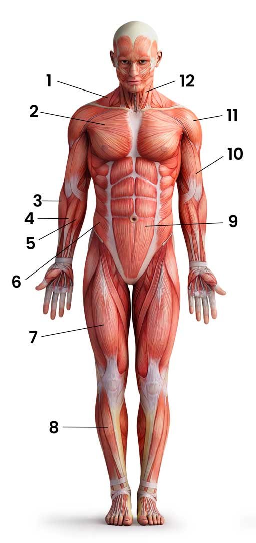 Anatomía y músculos del cuerpo