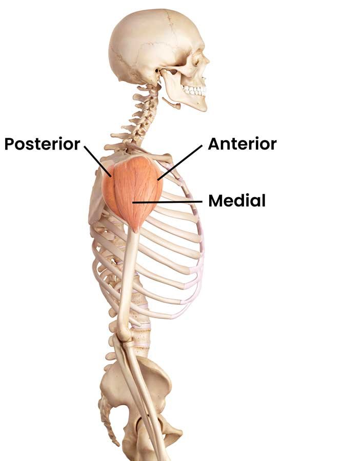 Músculo deltoides y sus porciones