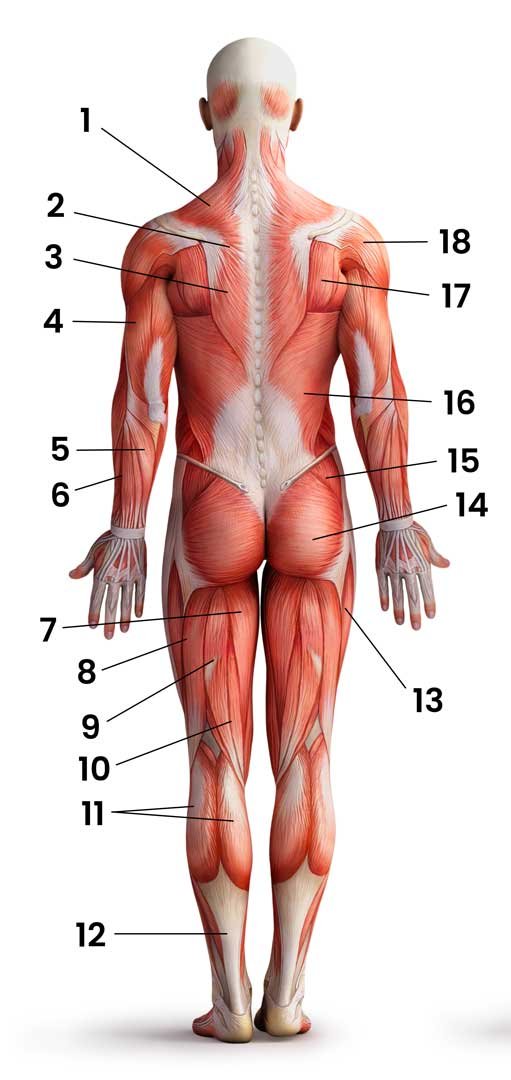 Músculos del cuerpo de espalda